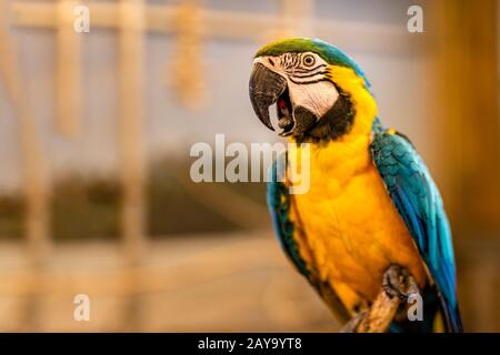Kopfschuss von Ara Papagei auf Perch mit defokussierten Hintergrund sitzend Stockfoto