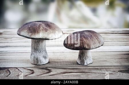 Zwei Steinpilze auf der Oberfläche des Tisches. Stockfoto