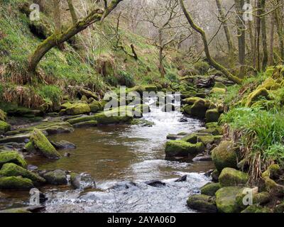 Hangbach, der durch moosbedeckte Felsen und Felsbrocken mit Bäumen in Quellbäumen verläuft Stockfoto