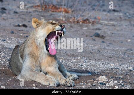 Ein schläfriger junger männlicher Löwe (Panthera leo) gähnelt (Gähnenfolge) im Ongava-Wildreservat südlich des Etosha-Nationalparks im Nordwesten von Namib Stockfoto