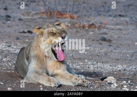 Ein schläfriger junger männlicher Löwe (Panthera leo) gähnelt (Gähnenfolge) im Ongava-Wildreservat südlich des Etosha-Nationalparks im Nordwesten von Namib Stockfoto