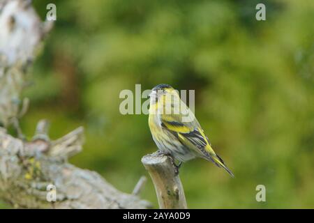 Eurasische Siskin Stockfoto