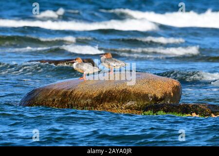 Gaensaeger-Weibchen im Herbst Stockfoto