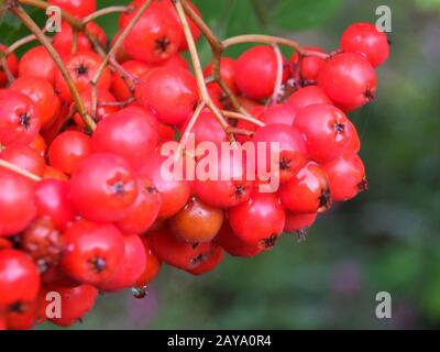 Eine Nahaufnahme von einem Haufen leuchtend roter, auf einem Busch in Wald mit Regentropfen wild wachsender Rowan-Beeren Stockfoto