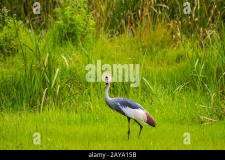 Zwei Royal-Kräne in einer Gras- und Schilfwiese Stockfoto