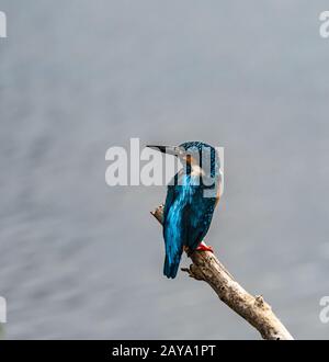 Ceylon Blue - Kingfisher Mit Ohrbügel Stockfoto