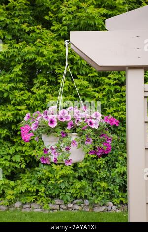 Weißer Blumenkorb mit violetten Petunias, die im späten Frühjahr an beigefarbener Pergola in einem Wohnhinterhof hängen. Stockfoto
