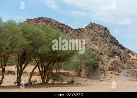 Südafrikanischer Oryx (Oryx gazellaat) sucht Schatten unter Bäumen in der Wüstenlandschaft des trockenen Huanib River Valley im Norden von Damaraland und Kaokol Stockfoto