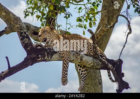Leopard auf einem Zweig eines Baumes in der Masai Mara liegend Stockfoto