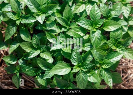 Keimlinge von Paprika im Gewächshaus. Stockfoto