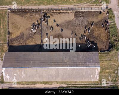 Ackerland mit Nährboden für Kühe. Luftaufnahme von Drone. Ansicht von oben. Stockfoto