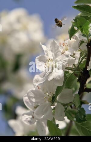 blühender Baum Apfelzweig Stockfoto