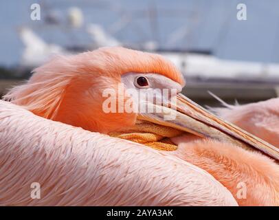Porträt Nahaufnahme eines pinkfarbenen Pelikans im hafen von paphos mit blauem Himmel und einem Boot im Hintergrund Stockfoto