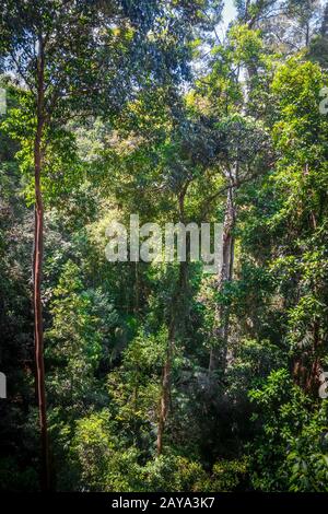 Vordach im Dschungel, Taman Negara Nationalpark, Malaysia Stockfoto