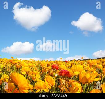 Die prächtigen blühenden Felder der Garten-Butterbecher. Flauschige Wolken über der Blumenpracht. Konzept des Agrotourismus Stockfoto