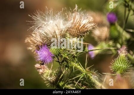 Eine schöne Farbe der blühenden Kopf Esel Thistle closeup als natürliche floral background Stockfoto