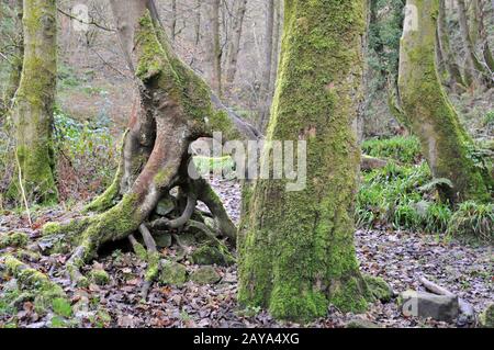 moosbedeckte buchen mit verdrehten Wurzeln in einem nebligen Winterwald Stockfoto