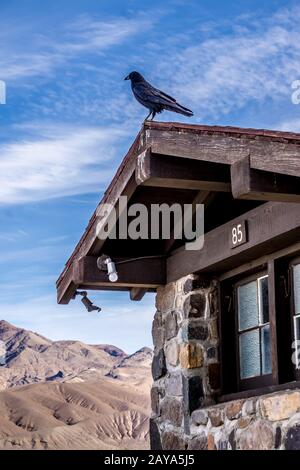 Krähe oder Rabe thronten auf einer alten Hütte im Tal des Todes Stockfoto