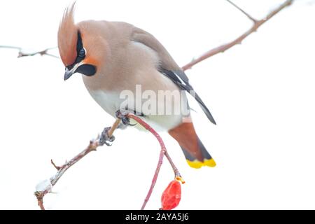 Böhmische Seidenschwanz Stockfoto