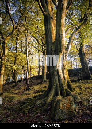 Hangwald in West Yorkshire mit alten buchen im Sommer Stockfoto