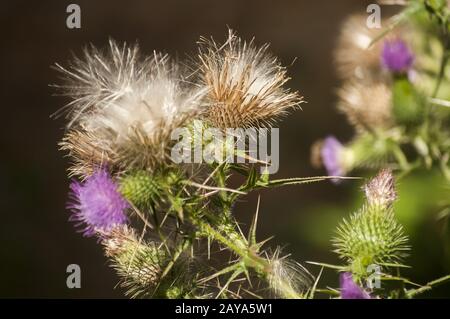 Eine schöne Farbe der blühenden Kopf Esel Thistle closeup als natürliche floral background Stockfoto