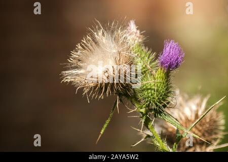 Eine schöne Farbe der blühenden Kopf Esel Thistle closeup als natürliche floral background Stockfoto