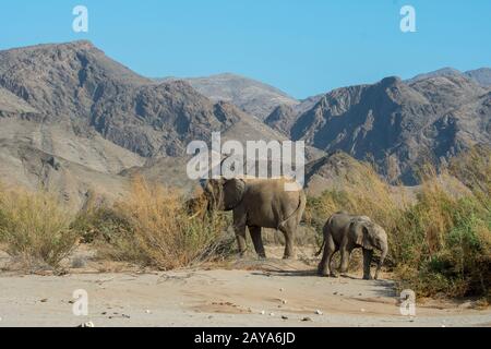 Afrikanische Elefantenmutter (Loxodonta africana) und Baby im Huanib-River-Tal im Norden Damaralands/Kaokolands, in Namibia. Stockfoto