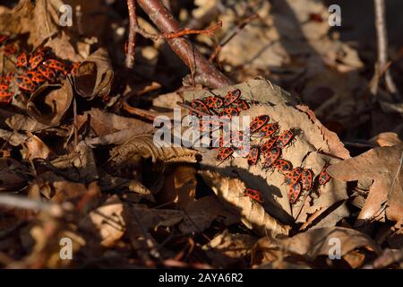 Feuer bugs Stockfoto
