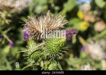 Eine schöne Farbe der blühenden Kopf Esel Thistle closeup als natürliche floral background Stockfoto