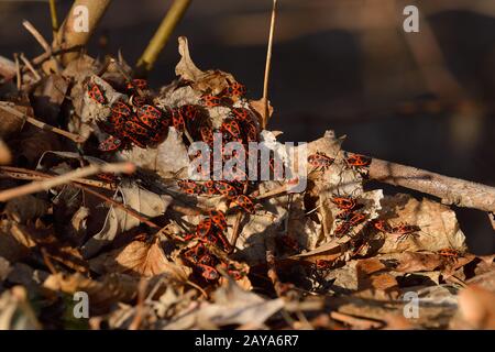 Feuer bugs Stockfoto