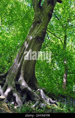 Hohe Frühlings-Waldbuchen mit lebendigen grünen Blättern, die in einem steilen Winkel an einem Hang mit blauem Himmel wachsen Stockfoto