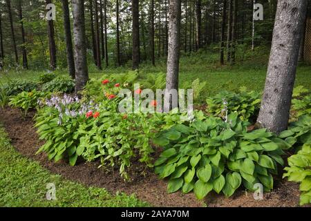 Picea - Fichte Bäume untergepflanzt mit mauve blühenden Hosta Pflanzen Und rote mehrjährige Blumen im Garten Grenze im Hinterhof Land Garten im Sommer Stockfoto