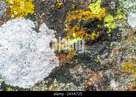Flechten wachsen auf einem Felsen Stockfoto