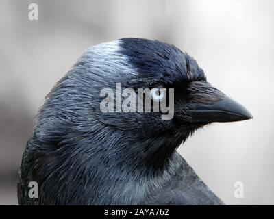 Nahaufnahme eines Jackdaws mit einem Kopf, der den Rahmen füllt, und Blick auf die Kamera mit blauen Augen auf einem hellen Hintergrund Stockfoto