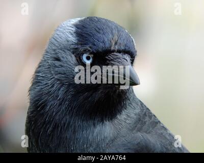 Nahaufnahme eines Jackdaws mit einem Kopf, der den Rahmen füllt und mit blauen Augen auf die Kamera blickt Stockfoto