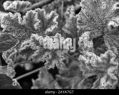 Monochrome Makro-Nahaufnahme von Frost bildender Eiskristalle auf Blättern an einem Wintermorgen Stockfoto