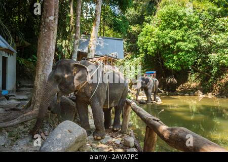 Thailändische Elefanten ruhen auf Flussufern im Dschungel Stockfoto