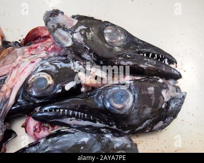 Die Köpfe der schwarzen Schabbartfische Aphanopus Carbo sind auf einem Marktstand in funchal madeira von der Fillierung überkommen Stockfoto