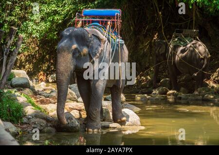 Thailändische Elefanten ruhen auf Flussufern im Dschungel Stockfoto