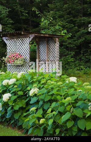 Weiße Hydrangea 'Annabelle' Blumen und Holzgitterarbour, die im Sommer mit einer Schachtel mit gepflanzten pinkfarbenen Impatiens im Hinterhof-Landgarten dekoriert ist. Stockfoto