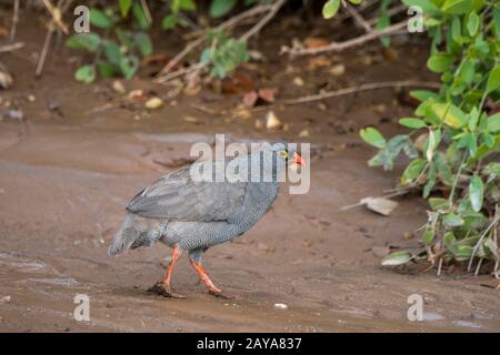 Rotschnabel-Spurvögel (Pternistis adspersus), auch Rotschnabel-Frankolin genannt, im Huanib-River-Tal im nördlichen Damaraland/Kaokoland, Namib Stockfoto