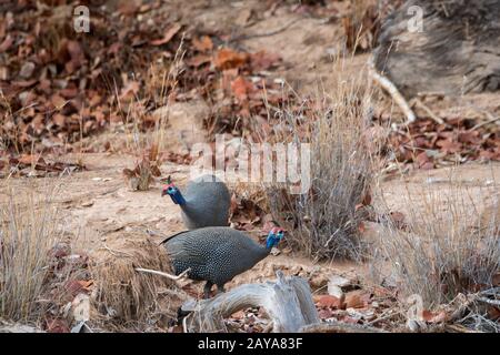 Helmetrische Guinea-Geflügel (Numida meleagris), die im Huanib-Tal im nördlichen Damaraland/Kaokoland, Nami, nach Nahrung in den Blättern am Boden suchen Stockfoto