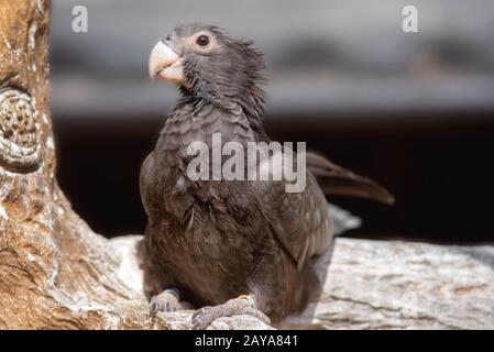 Exotische Vögel. Mehr vasa Papagei. Caracopsis Vasa, auf einem Baum gehockt. Stockfoto