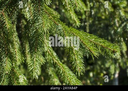 Nadelholz Kiefer Nadel grüne Blätter closeup wie floral background Stockfoto