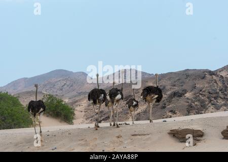 Eine Gruppe von Straucheln (Struthio camelus) im Huanib River Valley im nördlichen Damaraland/Kaokoland, in Namibia. Stockfoto