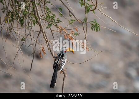 Ein südgelb abgerechneter Hornbill (Tockus leucomelas) thront in einem Baum im Huanib-River-Tal im nördlichen Damaraland/Kaokoland, in Namibia. Stockfoto