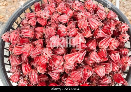 Stapel roter rosellblüten Stockfoto