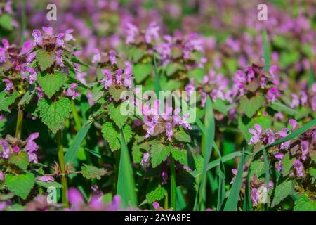 Blumen Lamium maculatum auch als Tote entdeckt - Brennnessel bekannt, getupft henbit und lila Drachen. Stockfoto