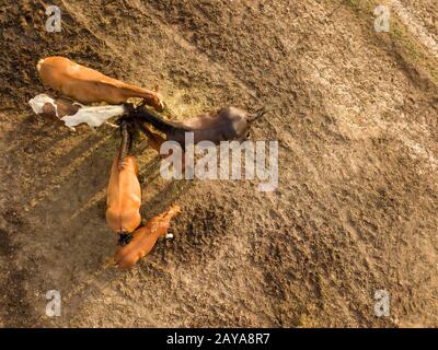 Blick von oben auf eine Gruppe von Pferden Heu Essen aus einer Holzkiste auf der Farm. Luftbild von der Drohne Stockfoto