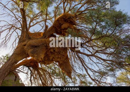 Das Riesennest geselliger Webervögel (Philetairus socius) in einem Baum im Sossusvlei-Gebiet, im Namb-Naukluft-Nationalpark in Namibia. Stockfoto